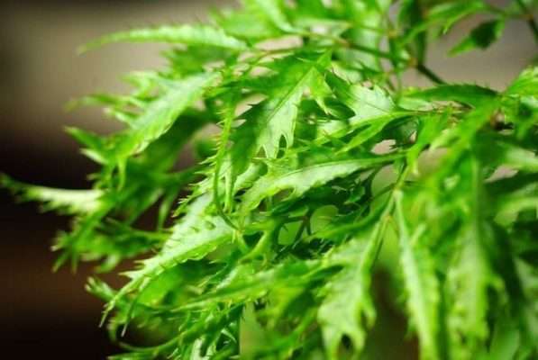 Tại Sao Nên Chọn Trà Đinh Lăng Lợi Sữa Thay Vì Các Loại Trà Khác?