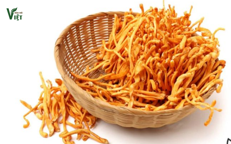 Trà đông trùng hạ thảo là gì