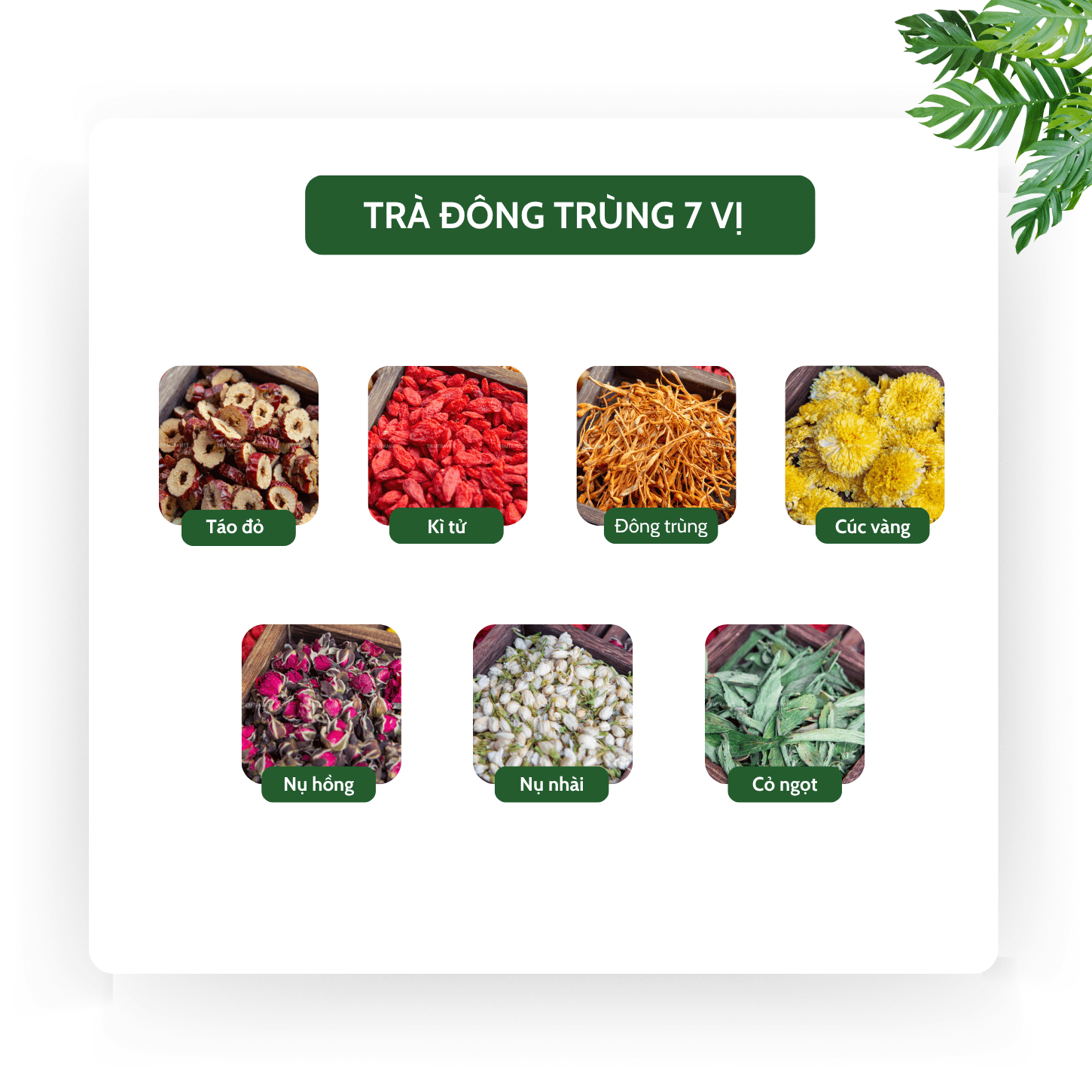 Thành phần trà đông trùng 7 vị