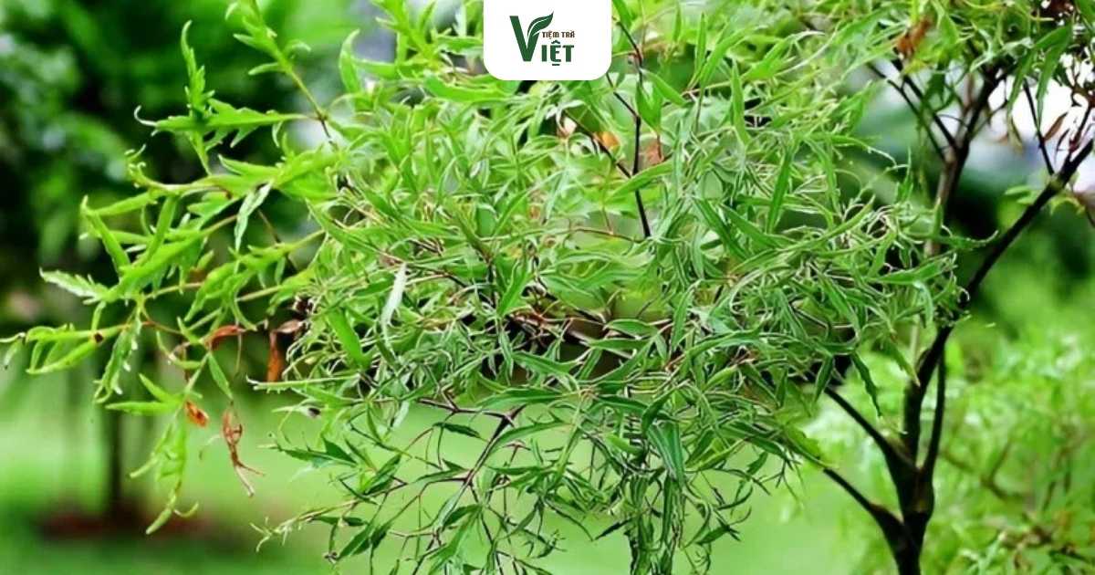 Thành phần chính trà đinh lăng